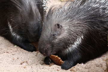 fressendes Stachelschwein