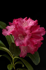 Rhododendronbluete