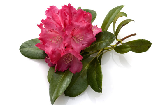 Rhododendron