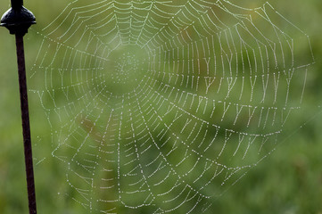 Spinnwebe im Gegenlicht