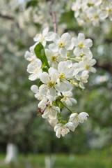 Apricot bloom