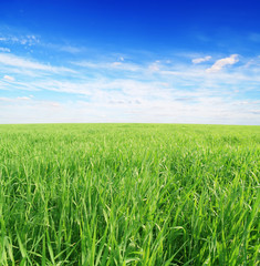 Fototapeta premium Summer field