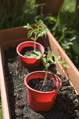 Tomato Plants