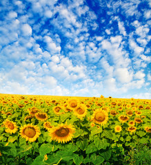 Fototapeta premium Field of sunflowers and blue sun sky