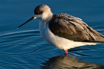 Black-winged Stilt