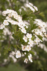 white spring flower on tree