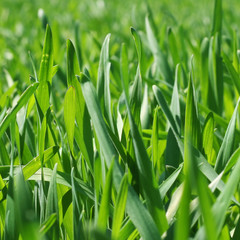Grass