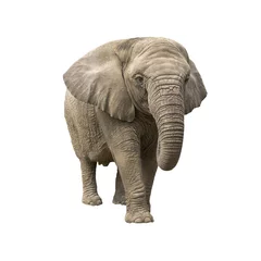 Zelfklevend Fotobehang olifant © Wojtek