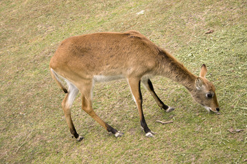 Naklejka na ściany i meble grazing impala antelope