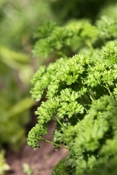 green fresh parsley on bed