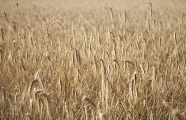 Wheaten field