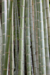 bamboo grove in kamakura