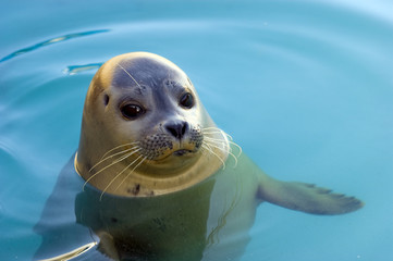Obraz premium Harbour Seal
