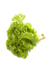 lettuce on white