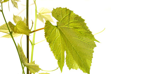 Grape vine with leaves on white