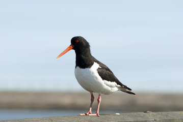 Oystercatcher, Haematopus Ostralegus