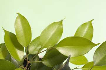green leaves on light green background