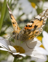 Obraz premium Mariposa libando una margarita