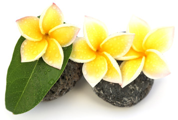 trois fleurs jaunes de frangipanier sur des galets