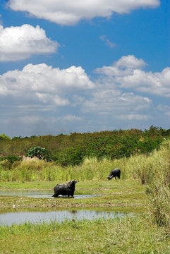 Wasserbueffel, Bubalus arnee, Guagua,  Philippinen