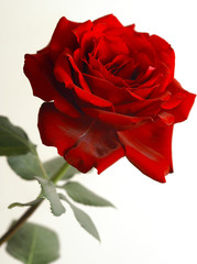Floribunda Rose, Rosa floribunda, Hybrid rose, Rosaceae
