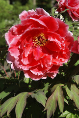 Paeonia suffruticosa,Strauch-Pfingstrose, Peoniaceae