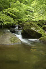Fototapeta na wymiar Creek w wąwóz Twann, Twann, Berno, Szwajcaria
