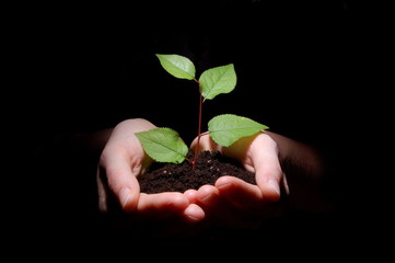 hands soil and plant showing growth