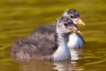 Coot in the water