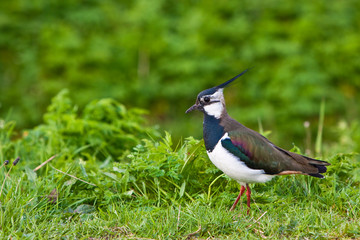 Lapwing bird on the grass