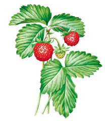 Walderdbeeren