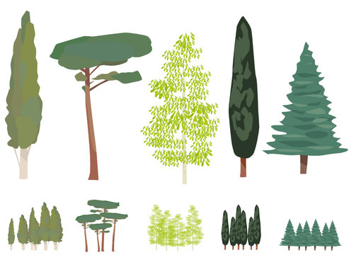 Planche d'arbres
