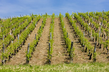 Fototapeta na wymiar vineyards of Côte Mâconnais region near Fuissé, Burgundy, France