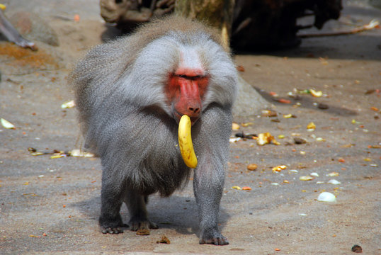Pavian mit Banane im Mund, Affe mit Banane