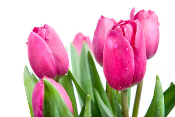 close-up pink tulips isolated on white