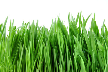 Fototapeta na wymiar close-up green grass isolated on white