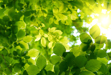 Green leaves - 14674307