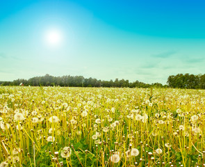 Field of dandelions