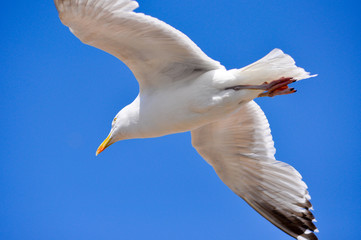 Blaues Himmel. Möwe