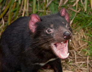 Tasmanischer Teufel 7