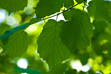 Fototapeta na wymiar clean green leaves