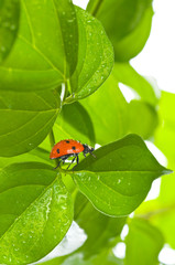 ladybird on green leaf and drop