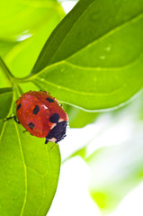 ladybird on green leaf and drop