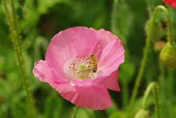 ミツバチとポピー