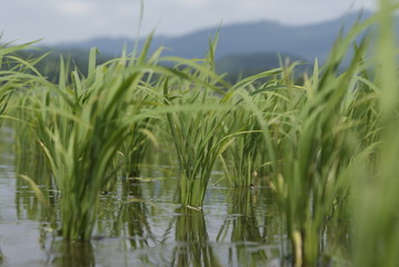 水田の稲