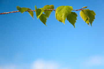 spring leaves