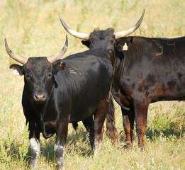 Taureaux camarguais 2