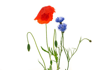 Klatschmohn und Kornblume