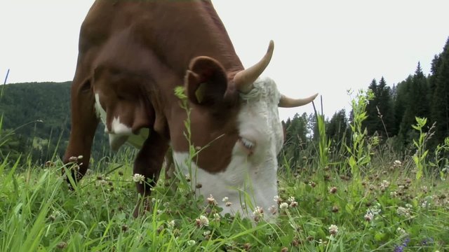 Mucca mangia al pascolo