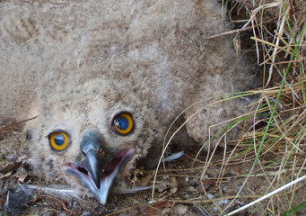 bussard Küken